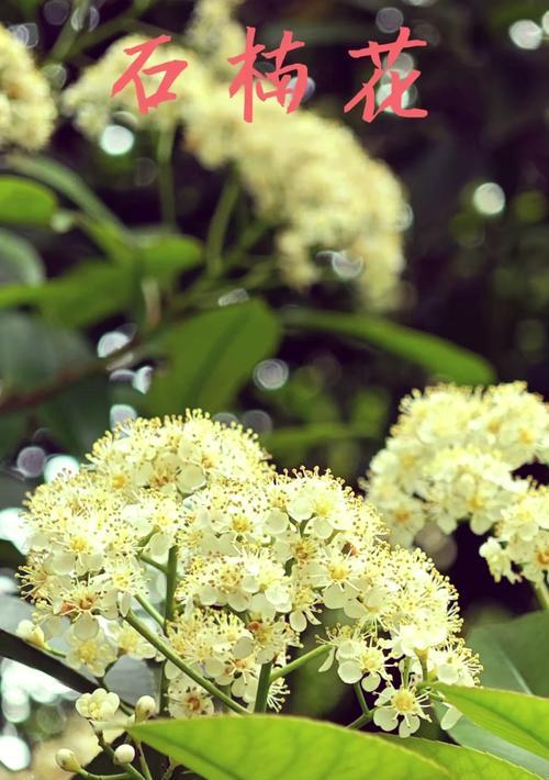石楠花的花语是什么？