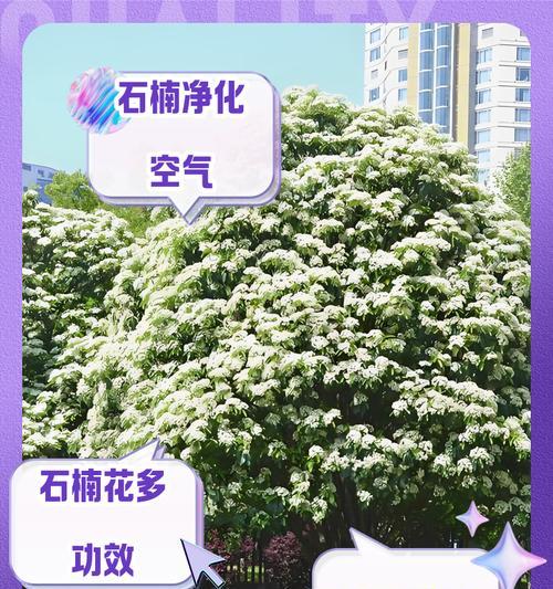石楠花的花语是什么？