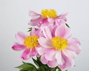 三朵粉红色花代表什么？它们的寓意是什么？