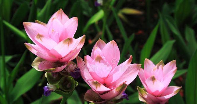 三朵粉红色花代表什么？它们的寓意是什么？