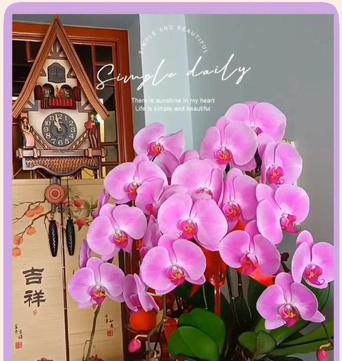 蝴蝶兰花语送礼花语大全是什么？它们在不同场合的意义有何不同？