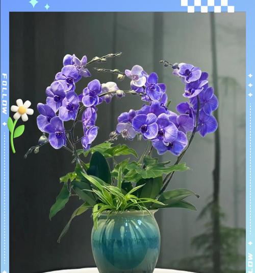 蝴蝶兰花语送礼花语大全是什么？它们在不同场合的意义有何不同？