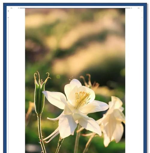 哪种花象征勇敢幸福美好？