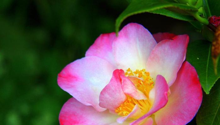 白粉色花的寓意是什么？白粉色花象征着什么？