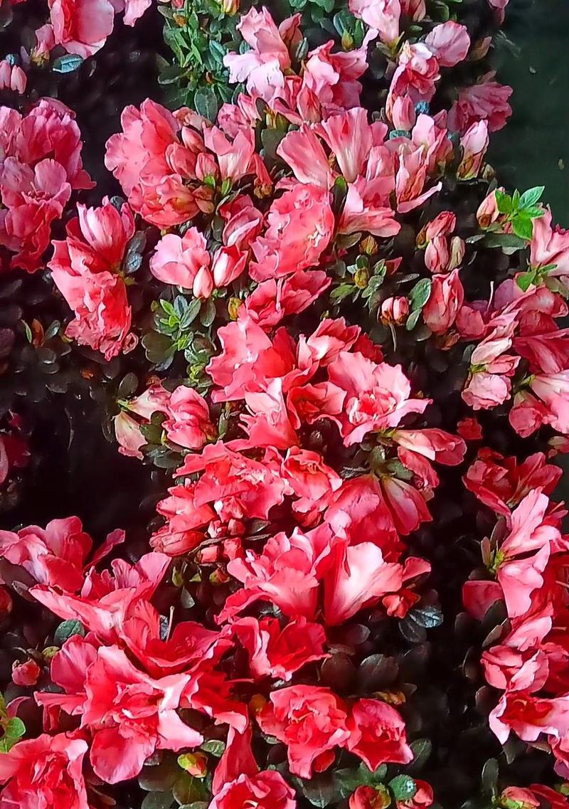 白粉色花的寓意是什么？白粉色花象征着什么？