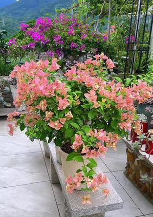 三角梅变色花的寓意是什么？三角梅颜色变化有何含义？