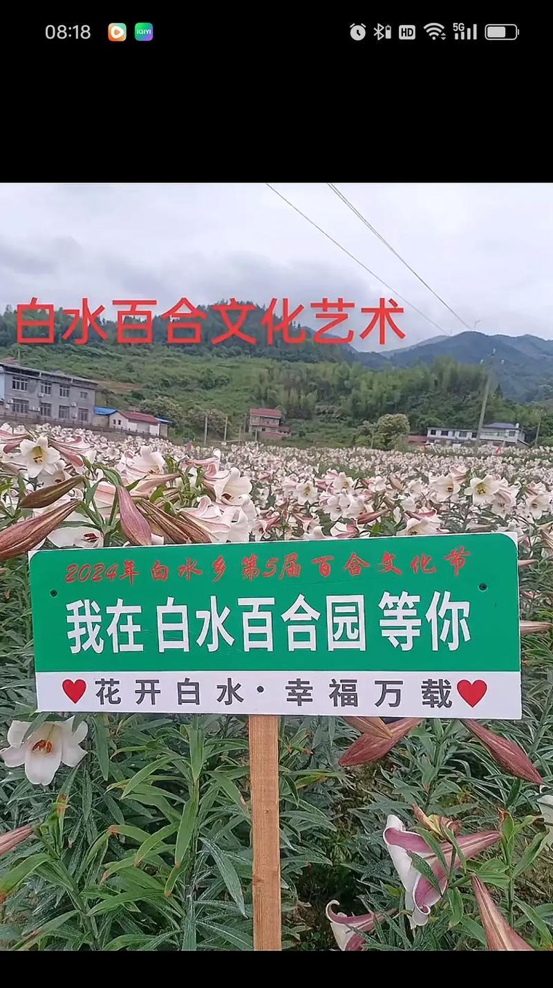 五种吉祥花的花语和寓意是什么？如何选择吉祥花？
