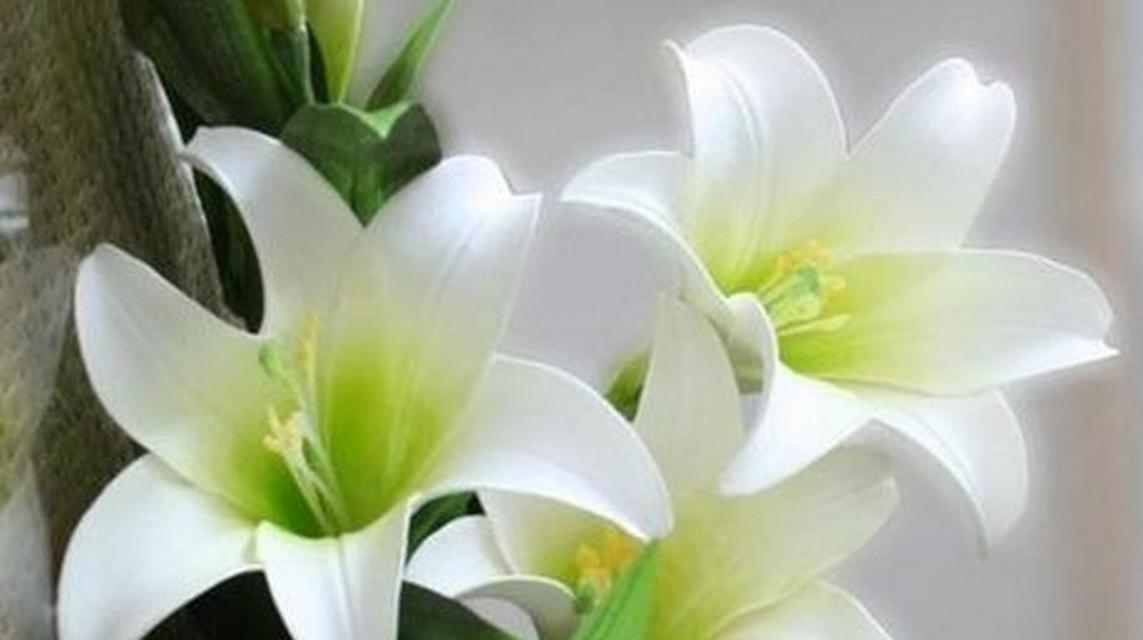 百合花不同颜色代表什么？百合花颜色的含义是什么？