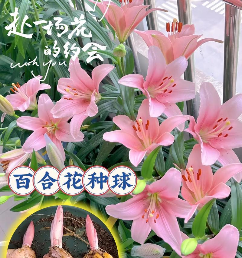 百合花不同颜色代表什么？百合花颜色的含义是什么？