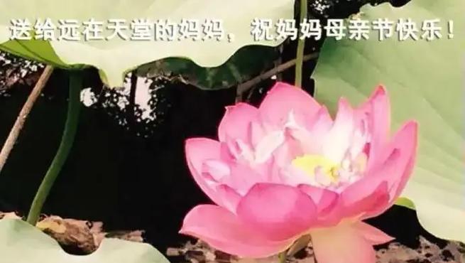 三支花在母亲节有怎样的含义？