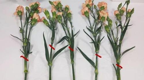 三支花在母亲节有怎样的含义？