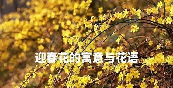 哪些诗句中花象征着爱情的到来？