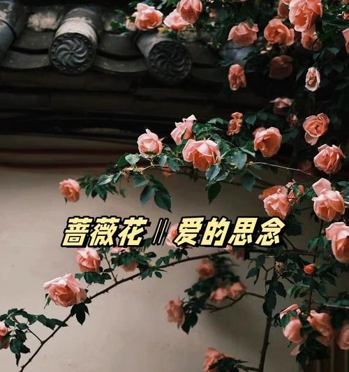 哪种花象征爱情结束？爱情结束的花有哪些？