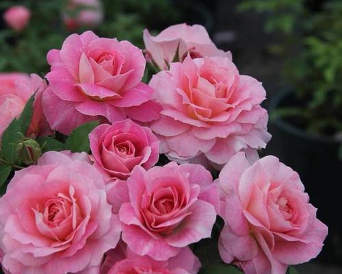月季花在古代文化中代表什么？古代月季花的意义是什么？
