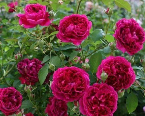 月季花在古代文化中代表什么？古代月季花的意义是什么？