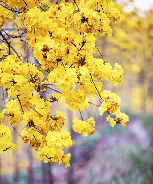 贵州花语节是什么？花语节有哪些活动和意义？