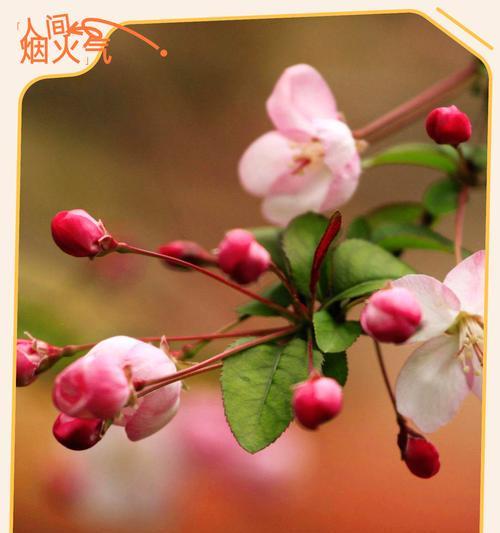 哪种花象征等待爱情？等待爱情的花有哪些？