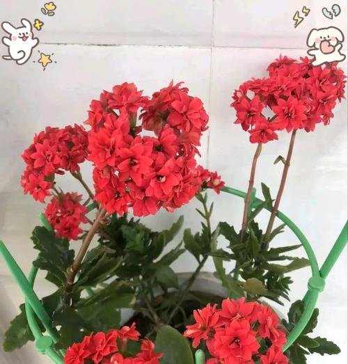 室内摆放哪种花寓意健康长寿？健康长寿的室内花卉有哪些？