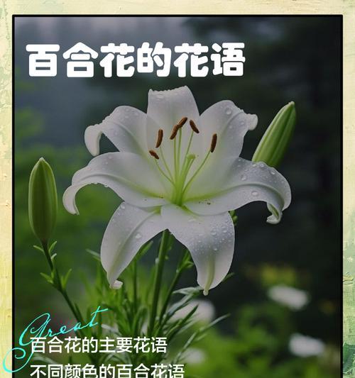 特殊节日花语有哪些？如何选择节日花卉？