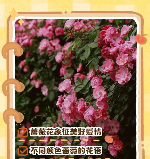 独特颜色的花有哪些寓意？颜色花语的含义是什么？