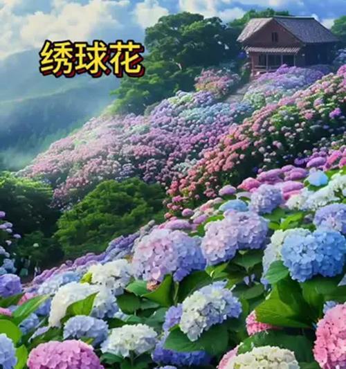 哪种花象征爱情幸福美满？它的花语是什么？