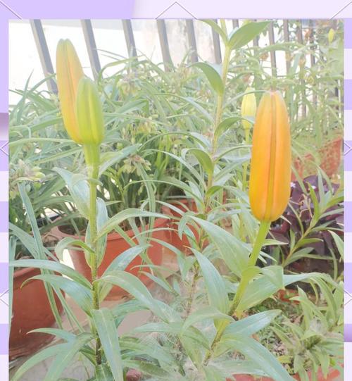 黄色百合花的花语是什么？黄色百合的寓意有哪些？