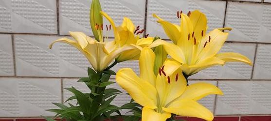 黄色百合花的花语是什么？黄色百合的寓意有哪些？