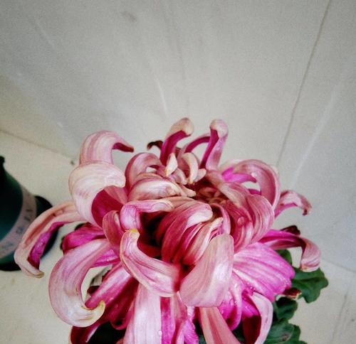 重阳节象征意义的花有哪些？重阳节的花语是什么？