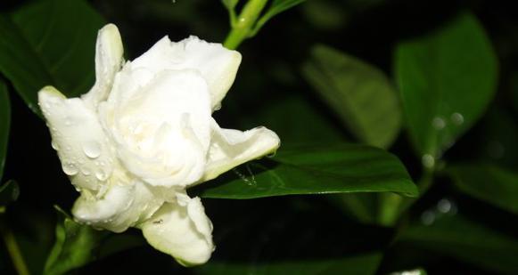 白色栀子花的寓意是什么？它象征着什么？