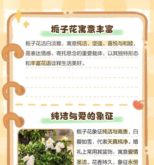 白色栀子花的寓意是什么？它象征着什么？
