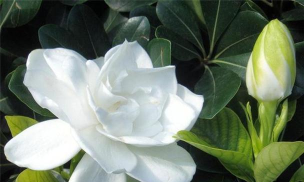 白色栀子花的寓意是什么？它象征着什么？