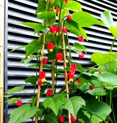 绿色拱门代表的花是什么？