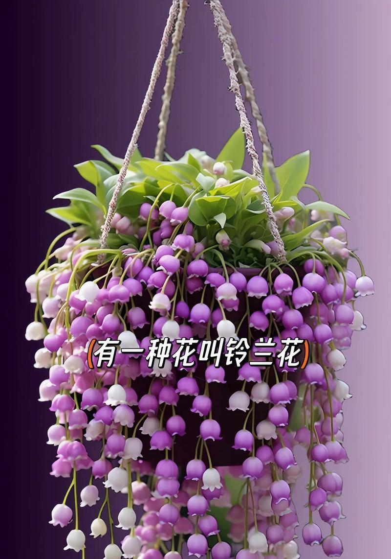 花卉中有哪些爱情花语？它们各自代表什么含义？