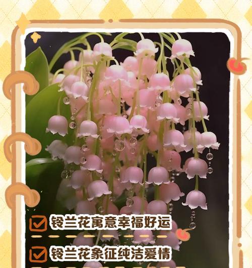 花卉中有哪些爱情花语？它们各自代表什么含义？