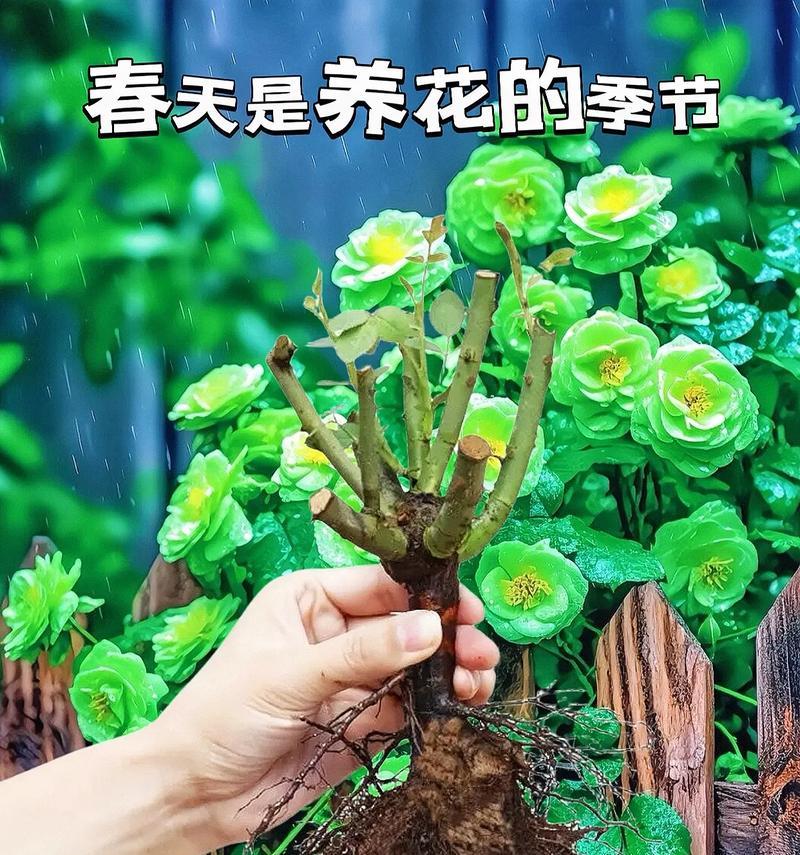 绿玫瑰代表什么？绿颜色玫瑰花的寓意是什么？