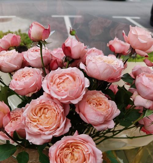 月季花的花语和寓意粉色是什么？