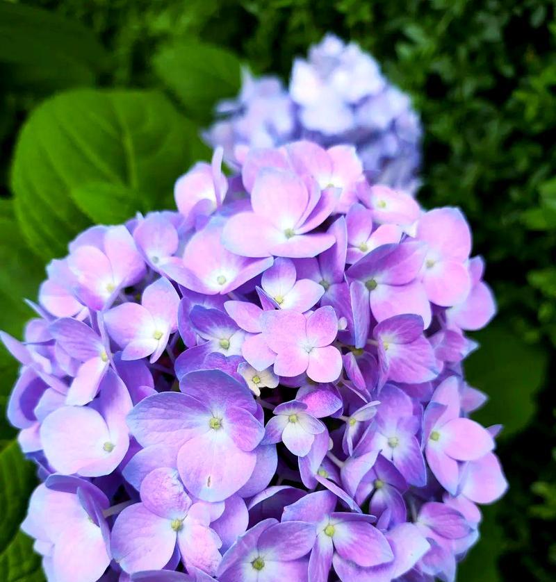 绣球花的颜色不同代表什么含义？