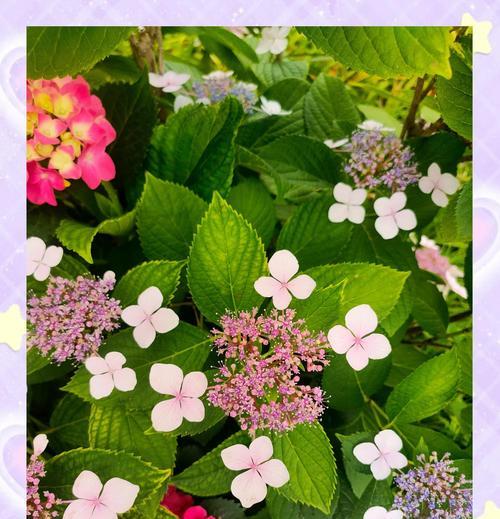 绣球花的颜色不同代表什么含义？