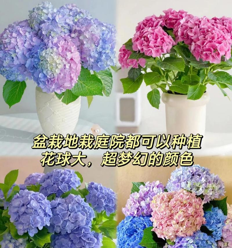 绣球花的颜色不同代表什么含义？