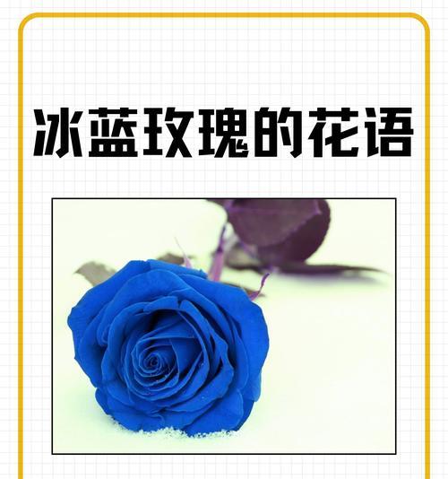 花与星空结合的爱情含义是什么？星空下的花语寓意何在？