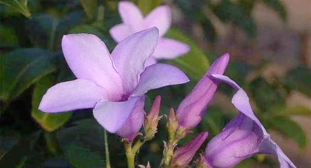 紫色茉莉花象征着什么？