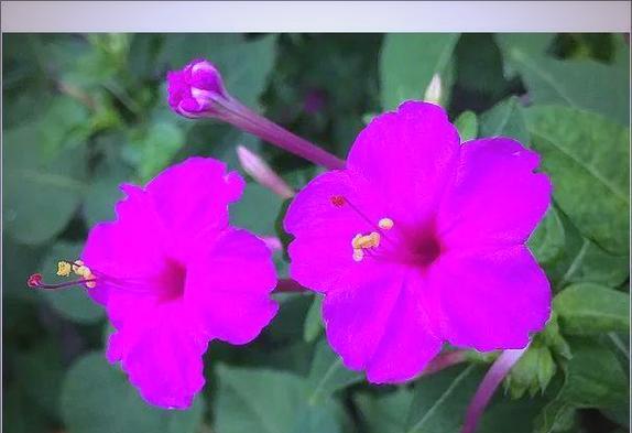 紫色茉莉花象征着什么？