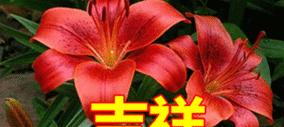 哪种花寓意着“祝你幸福”？