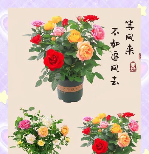 七色花代表什么？送七色花有什么含义？