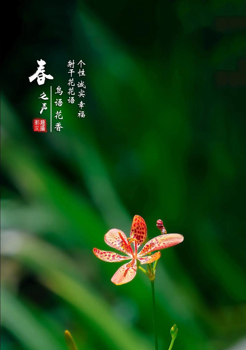 哪些花寓意平安和幸福？它们在花语中代表着什么？