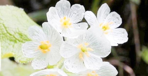 白色的花意义是否美好？