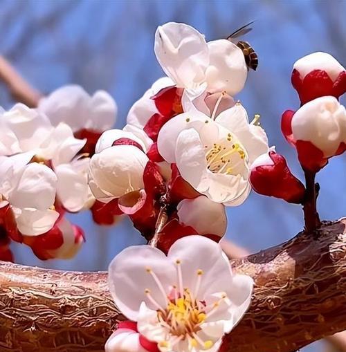 哪种花象征青涩的爱情？它的寓意是什么？