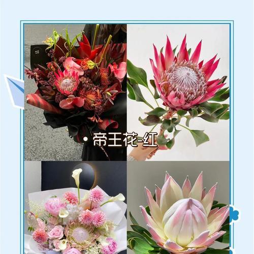 帝王花在婚礼中的寓意是什么？