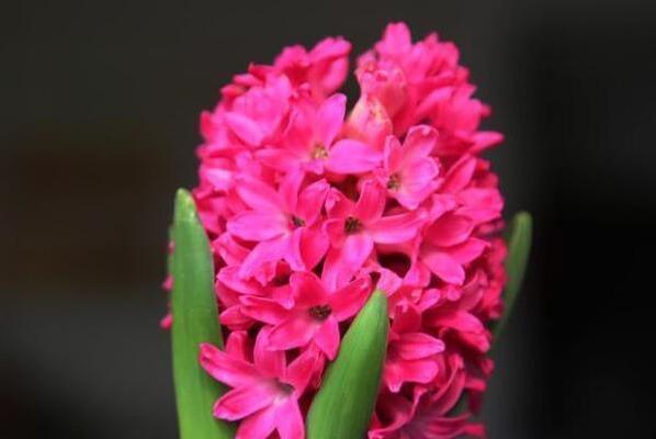红色桔梗花代表什么含义？它在花语中象征什么？