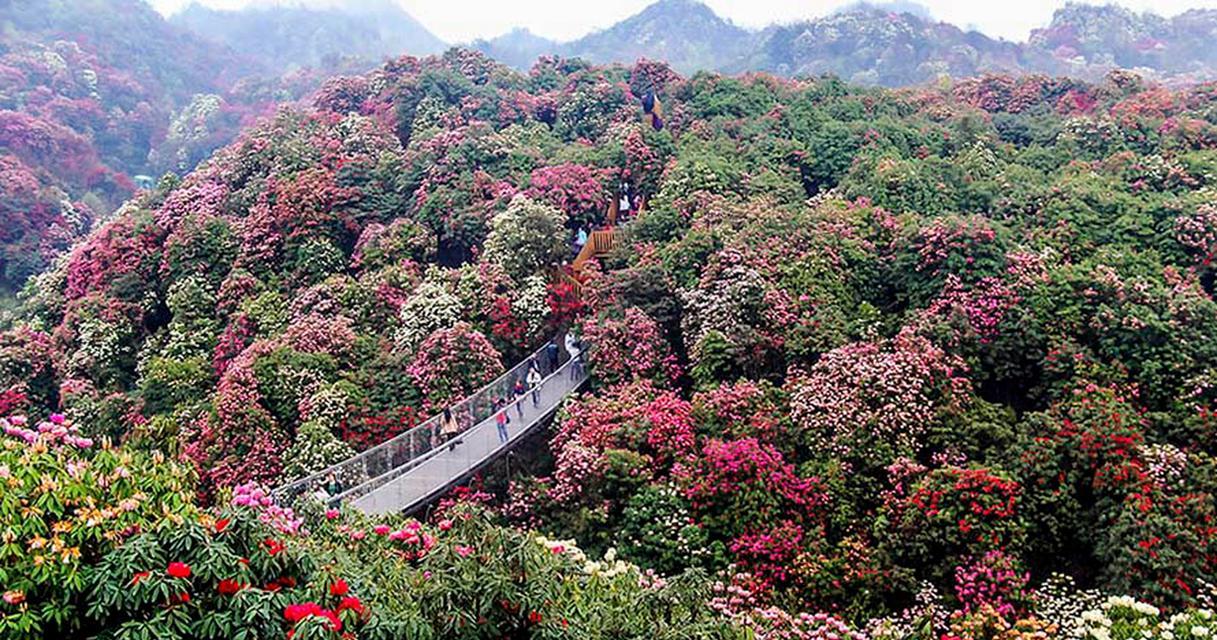 杜鹃花节在贵州有什么特别含义？